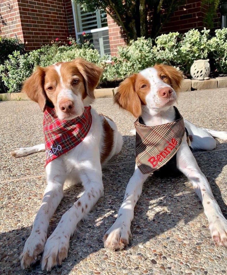 Dog & Cat Handkerchiefs Personalized